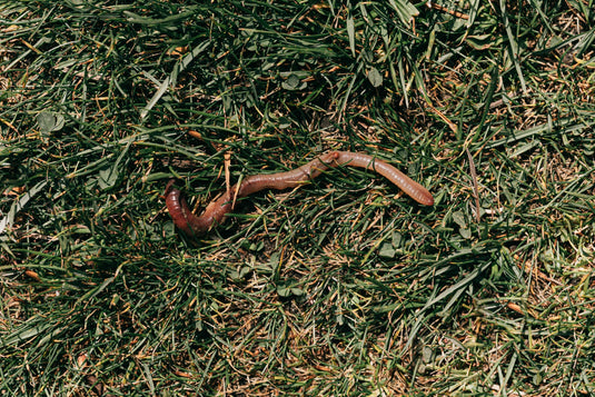 Bait & Worms