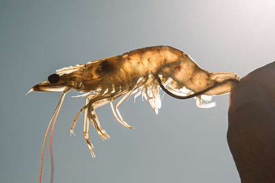 Live Shrimp (1 Dozen)